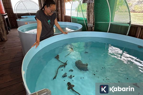 Perjalanan Pulang Hiu Zebra ke Habitatnya di Raja Ampat