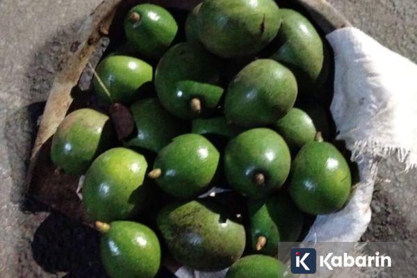 Seorang Lelaki di Jagakarsa Ditangkap Karena Curi Alpukat Satu Ember