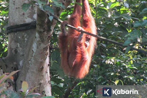 Satu Orang Utan Melahirkan Anaknya di Taman Nasional Gunung Leuser