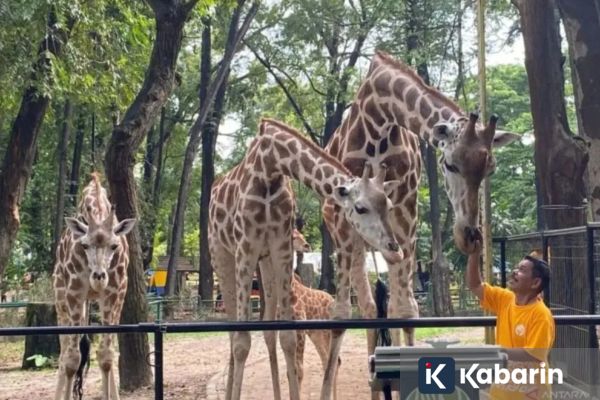 Ragunan Prediksi 30.000 Pengunjung Akan Datang saat Libur Paskah