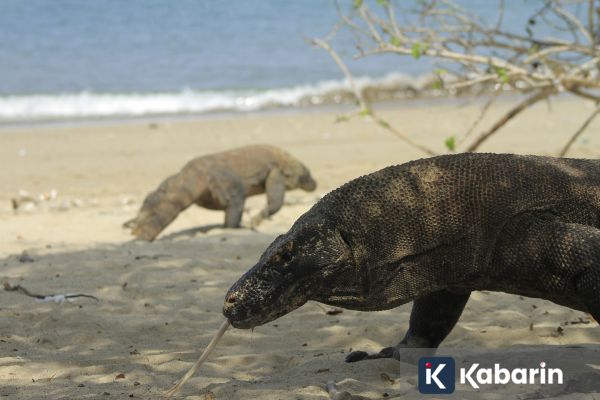Pulau Komodo Bisa Jadi Destinasi Kelas Dunia Usai Pembatasan Pengunjung