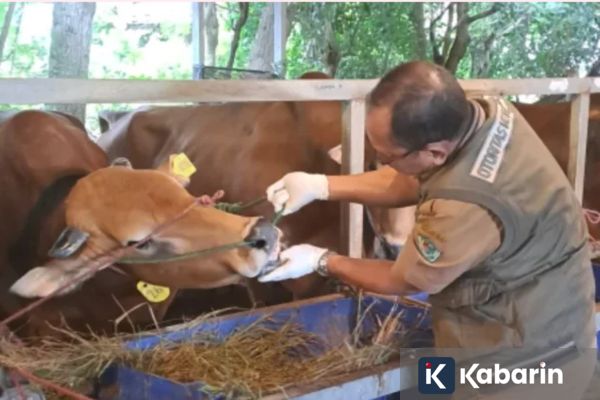 DPR Ingatkan Pengawasan Kesehatan Hewan Kurban Diperketat Jelang Idul Adha