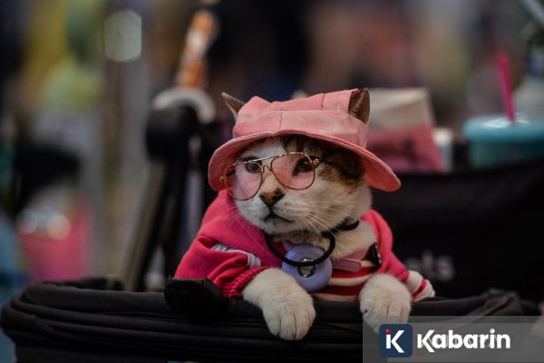 Tidur Bareng Hewan Peliharaan Bisa Berisiko Tertular Penyakit