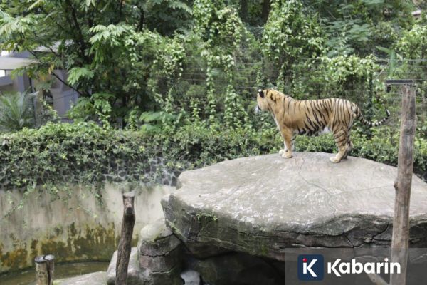BBKSDA Jabar Bakal Pindahkan Satwa Bandung Zoo ke Lembaga Konservasi