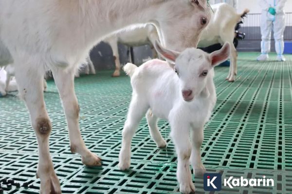 China Sukses Kloning Enam Kambing Perah Kualitas Super Tinggi
