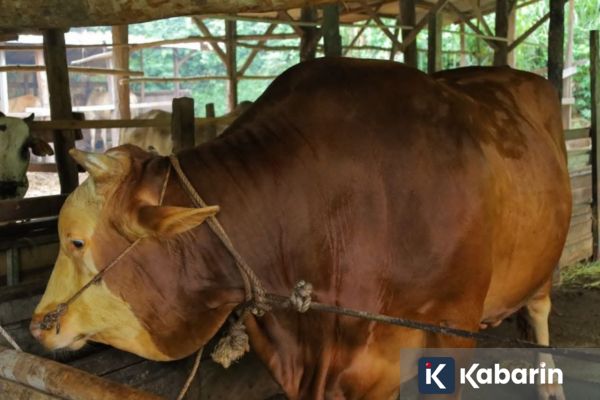 Riau Terima 14 Sapi Kurban Bantuan Presiden Prabowo untuk Idul Adha 1447 H