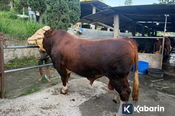 Prabowo Sumbang Sapi 1,2 Ton untuk Warga Terdampak Banjir Dayeuhkolot