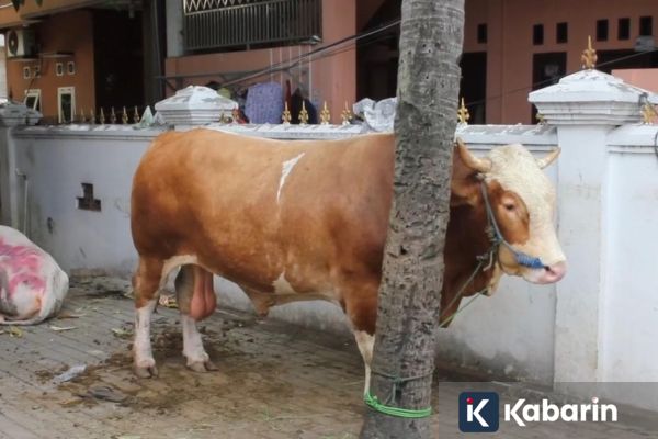 Sapi Kurban Presiden Prabowo Tiba di Masjid Jami’ Al-Ichrom Jakarta Barat