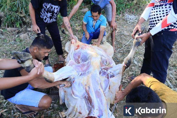 Pakar Ingatkan Risiko Kontaminasi Daging Kurban dari Jeroan