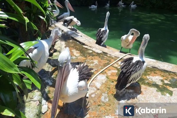 Ragunan Dikunjungi 140.703 Wisatawan Selama Libur Panjang