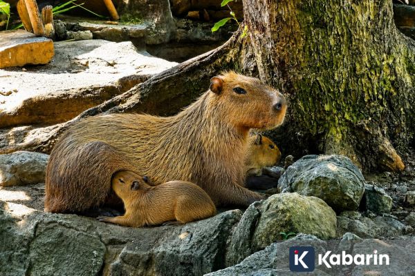Semarang Zoo Sambut Liburan Sekolah dengan Kehadiran Bayi Kapibara