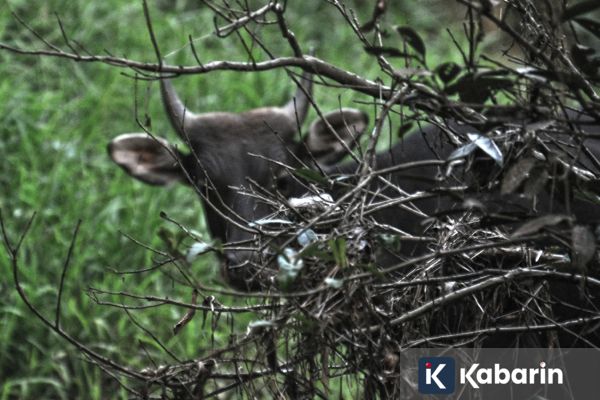 Taman Nasional Kutai Jadi Rumah bagi 324 Spesies Fauna