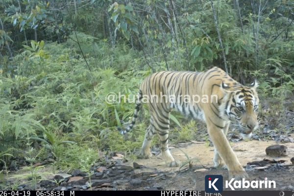 Seekor Harimau Sumatra Terekam Kamera di Hutan Harapan