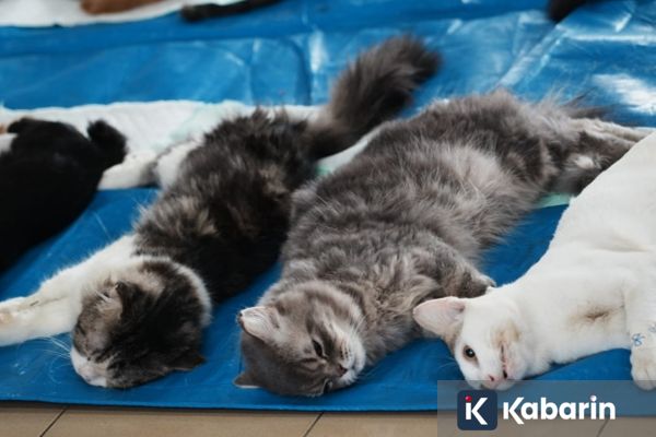 Ratusan Kucing Liar di Jakbar Disteril guna Tekan Populasi