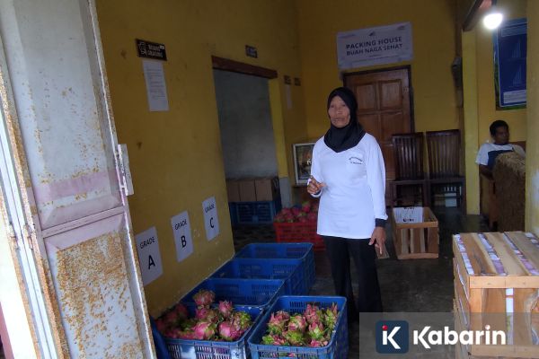 Petani di Banyuwangi Mengolah Buah Naga Afkir Jadi Produk Bernilai Tambah
