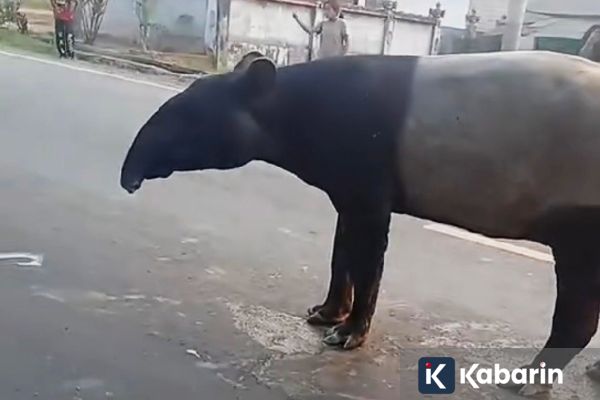 Viral Tapir Jalan Santai di Mesuji, BKSDA Telusuri Penyebabnya