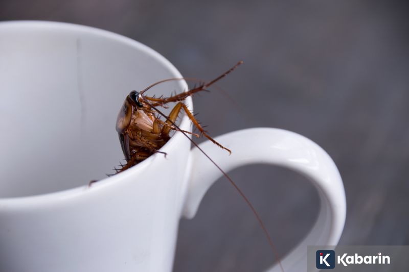 Mengenal tiga satwa kebanggaan Indonesia yang jadi simbol nasional