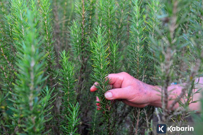 Mengenal candied salmon dan dampaknya bagi kesehatan tubuh
