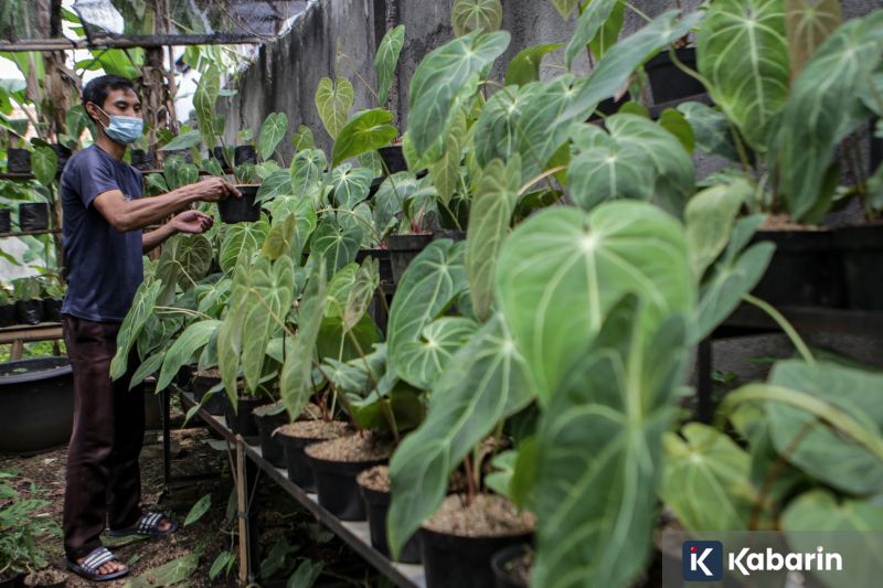 Tips praktis memisahkan tulang ceker ayam supaya mudah diolah