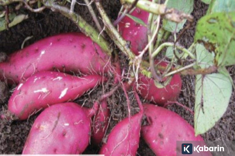 Dari genset sampai Starlink: Upaya pemerintah jaga komunikasi korban bencana Sumatera