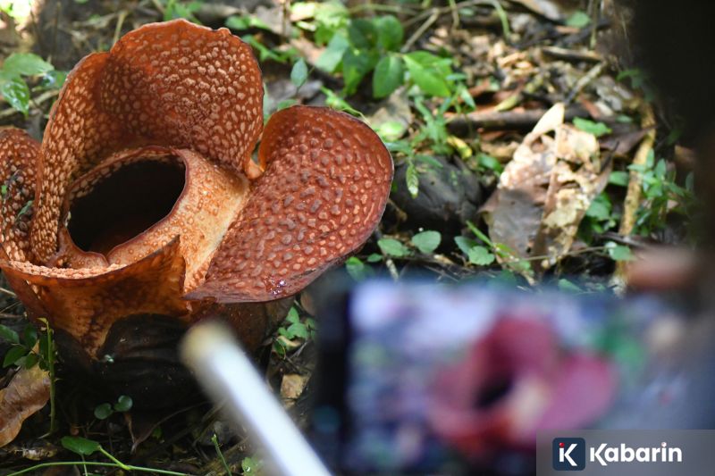 Tips praktis memisahkan tulang ceker ayam supaya mudah diolah