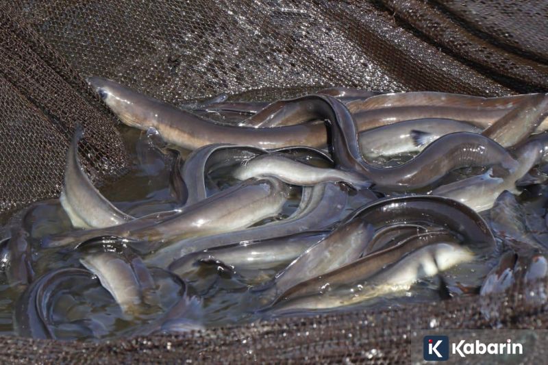 16 pemain asing telah terdaftar untuk IBL 2026