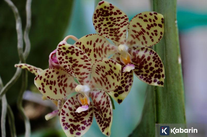 Desta bikin heboh usai muncul perdana sebagai Dono di poster film Warkop DKI Reborn