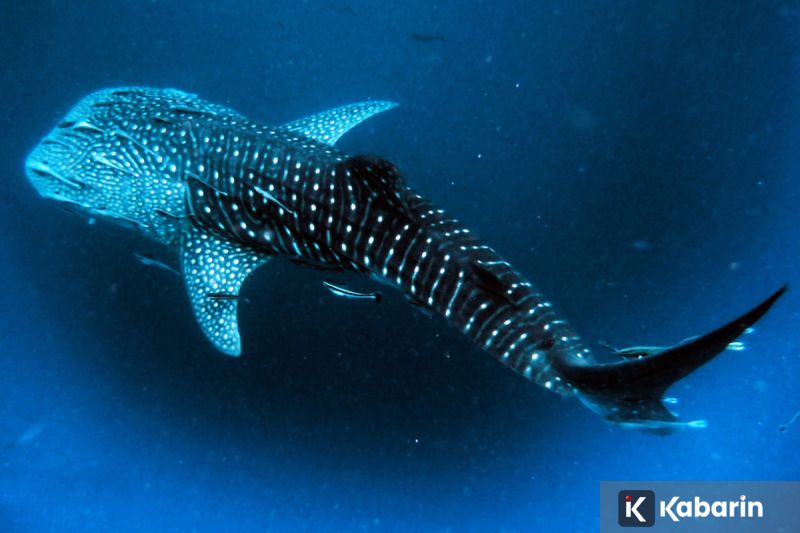 Atlet triathlon sumbang tiga emas untuk Indonesia di SEA Games Thailand