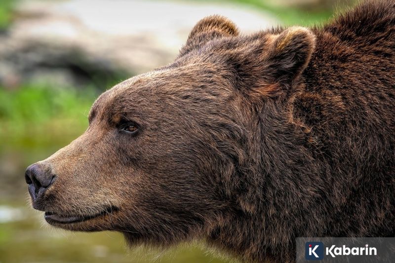 Jisoo BLACKPINK Kasih Staf di Agensinya Tas Mewah