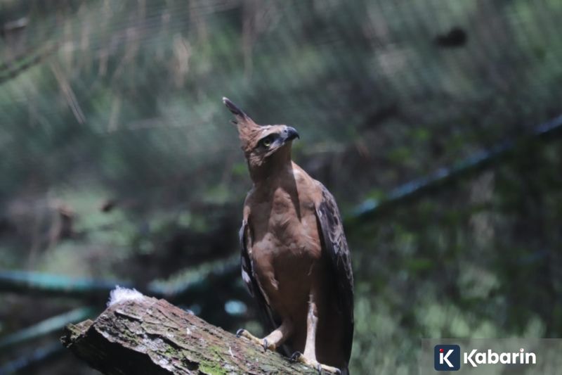 Tips praktis memisahkan tulang ceker ayam supaya mudah diolah