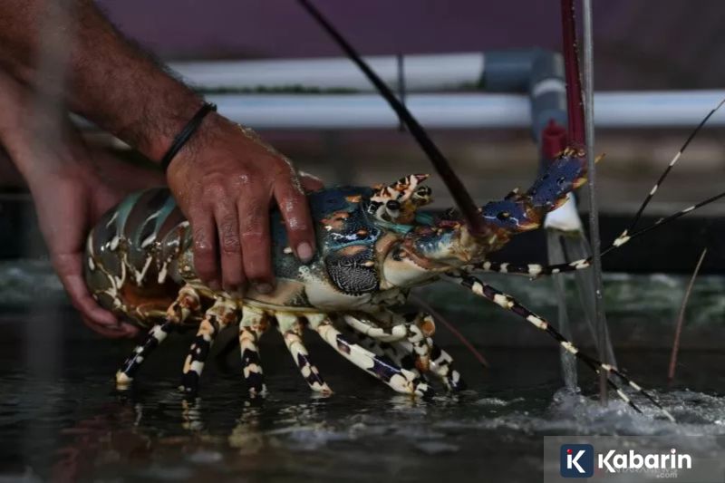 Jadwal Liga Champions pekan ini: Liverpool vs Real Madrid dan PSG vs Bayern