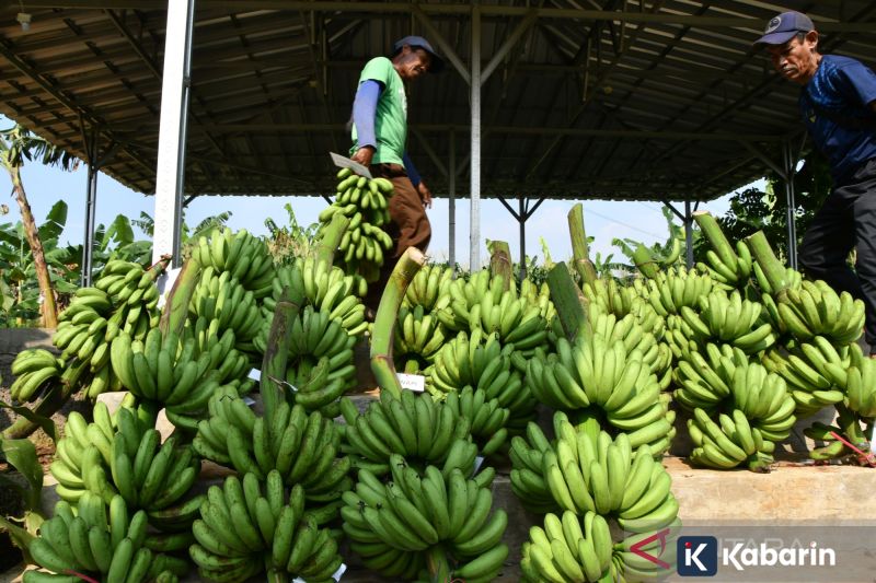 Rahasia manfaat kesehatan di balik pilihan tingkat kematangan pisang