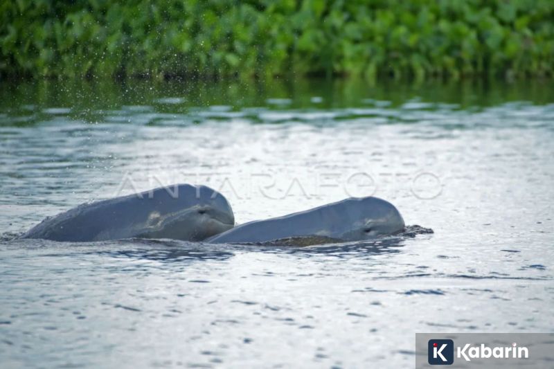 Harga emas Antam Senin ini melemah tipis jadi Rp2,34 juta per gram