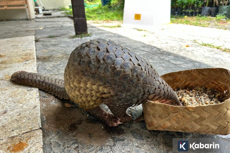 Ribka Haluk ditugaskan jadi komite eksekutif percepatan pembangunan Papua
