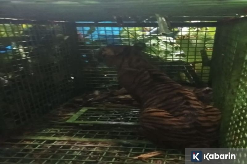 Yesaya Saudale resmi dilepas Pelita Jaya setelah empat tahun bersama