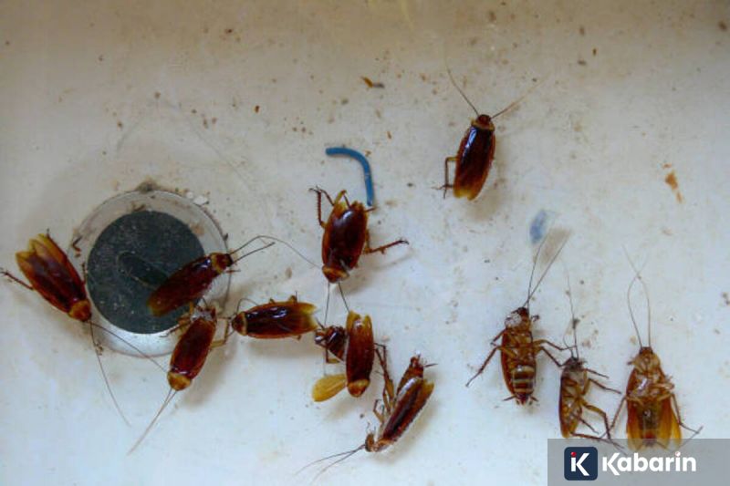 Mendag perketat aksi impor pakaian bekas dan siapkan solusi untuk pelaku thrifting