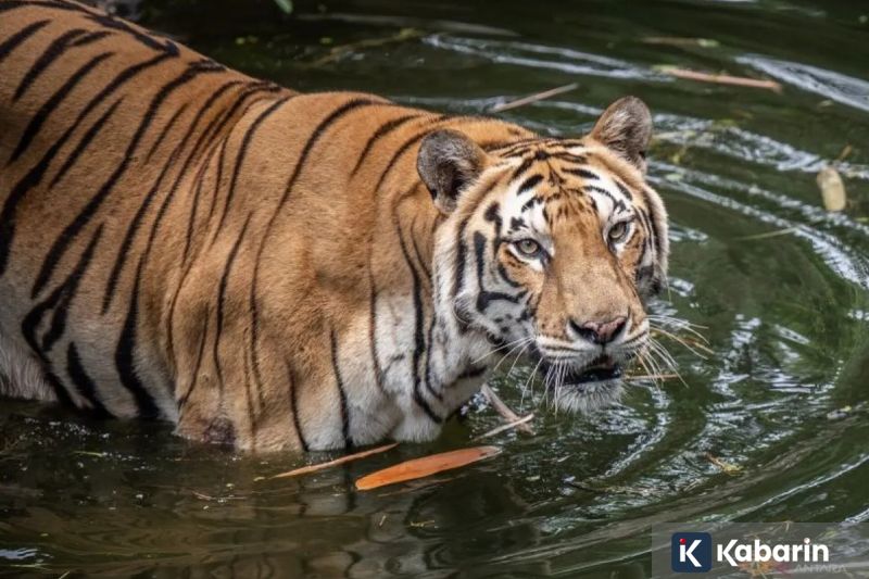 Ragunan siap disidak untuk pemeriksaan usai isu pakan satwa yang viral