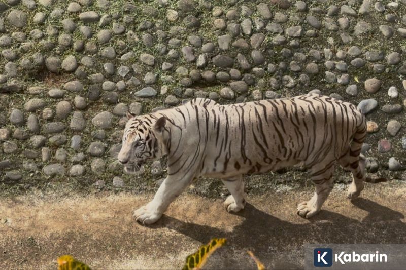 Ekstra bawang putih ternyata bisa jadi obat kumur alami anti kuman
