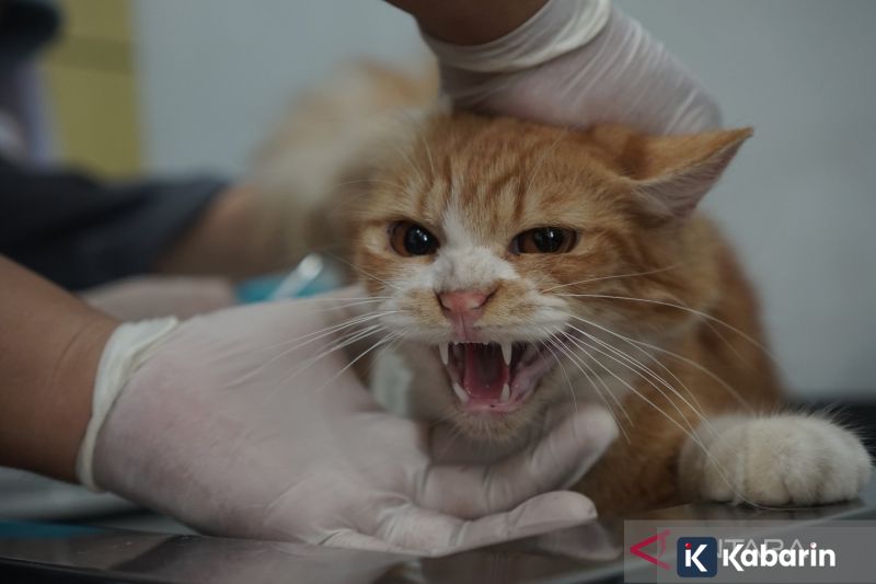 Senator AS Sebut Trump Ancam "Bunuh" Pemimpin Tertinggi Iran