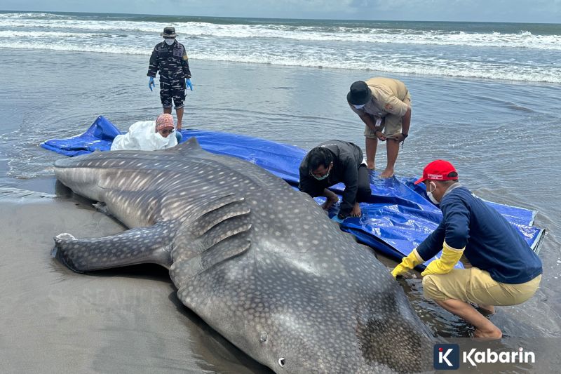 Malaysia Borong Gelar di Indonesia Masters 2026