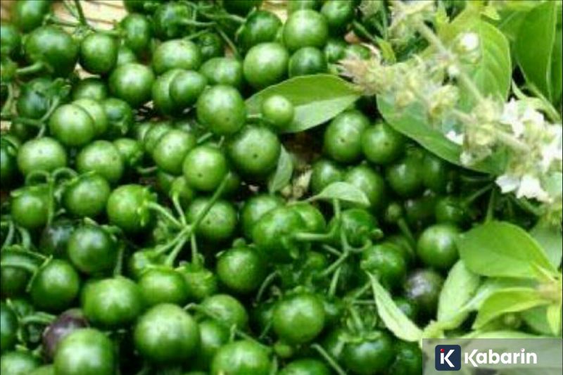 Pemkot Jaktim beri SP1 bagi warga yang gunakan lahan TPU Rawa Bunga