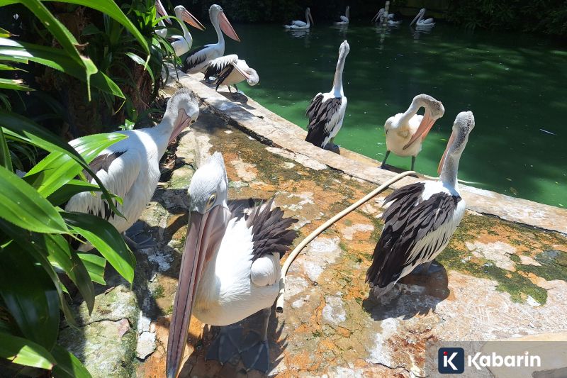 Nvidia gandeng teknologi Groq dan tarik pendirinya ke dalam tim AI