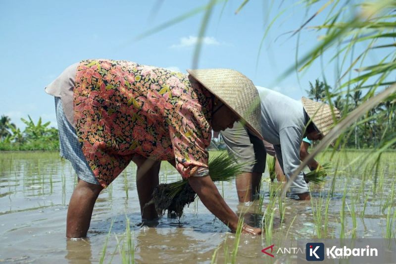 Resep dan Cara Buat Asinan Salak untuk Camilan Segar di Rumah