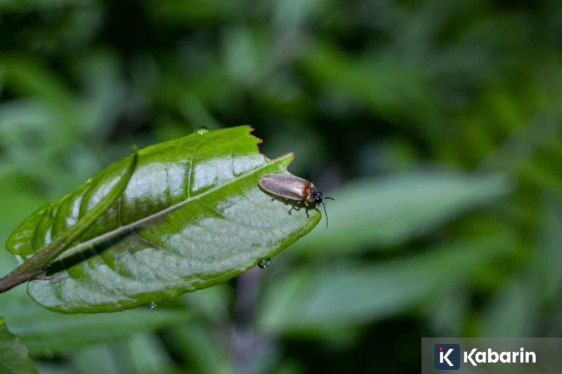 Arsenal Dipastikan Tanpa Calafiori dan Hincapie saat Hadapi Chelsea
