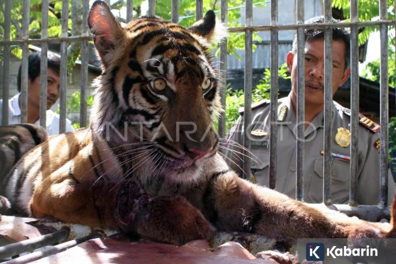 BRI Akan Setor Dividen Interim Sebesar Rp11 Triliun ke Negara