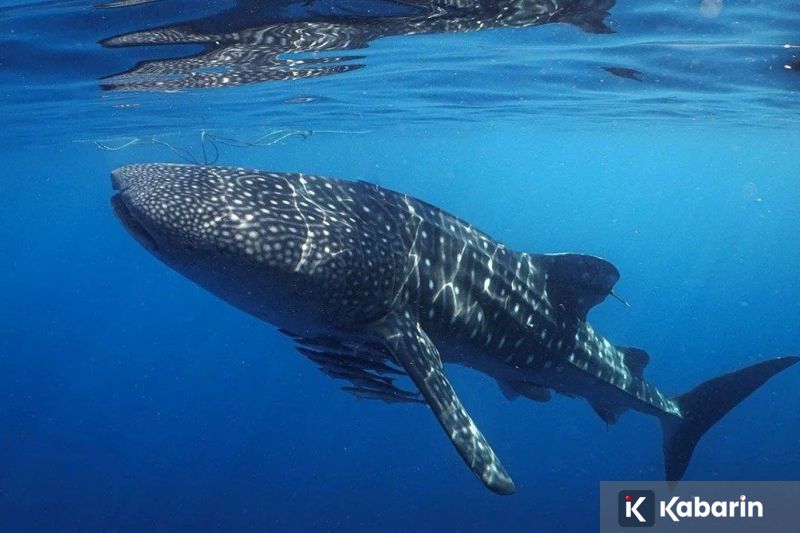 PM Italia Menilai Tarif AS terkait Greenland Adalah Sebuah Kesalahan