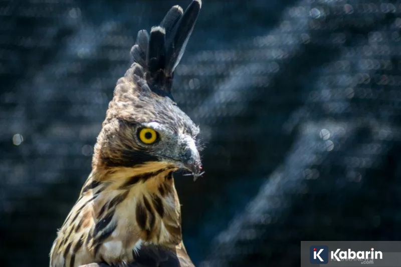 Panda Kembar di Jepang akan Pulang ke China pada Akhir Januari 2026