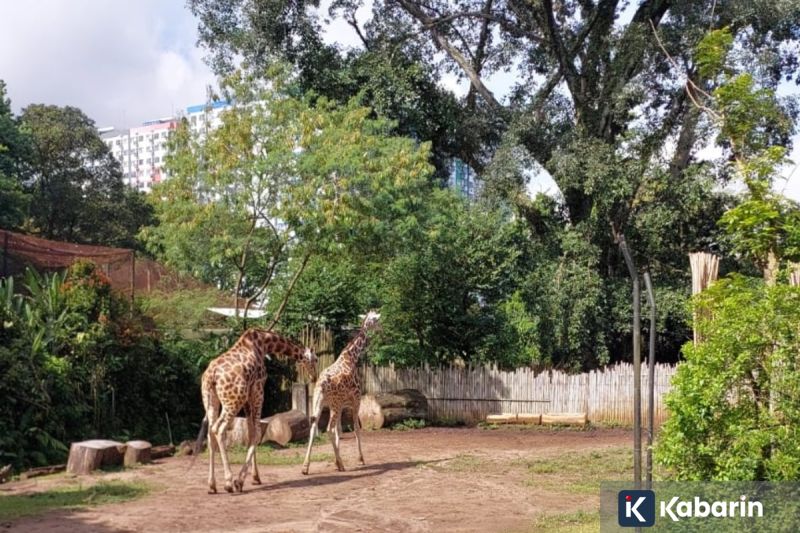 Alex Marquez Jadi yang Tercepat di Sesi Akhir Tes Sepang