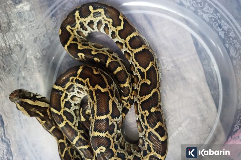 PSSI Lanjutkan Kerja Sama Pertukaran Wasit dengan JFA