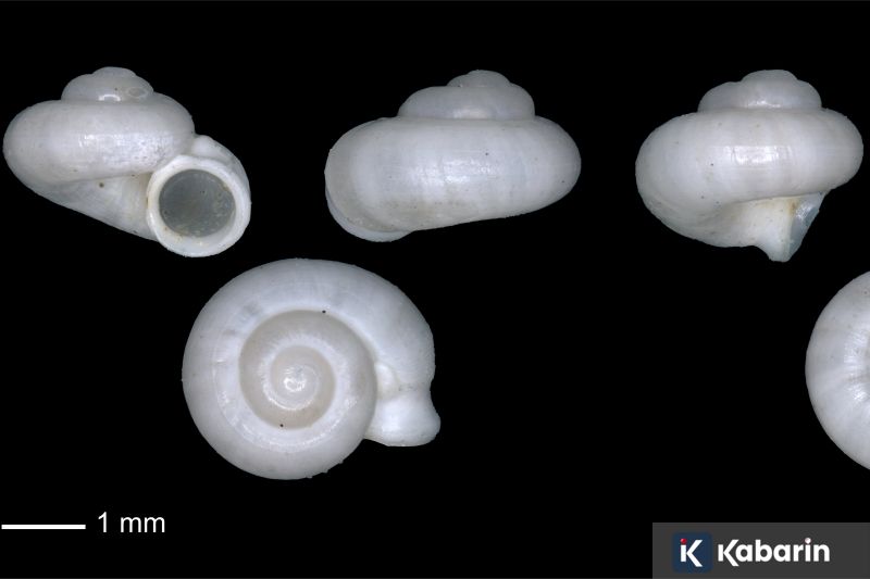 Australia Berikan Suaka Kepada Lima Pesepak Bola Wanita asal Iran